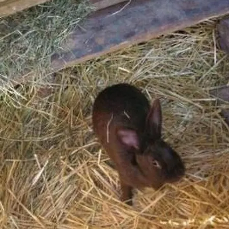 Stoeckli By Interhome Appartement Attiswil