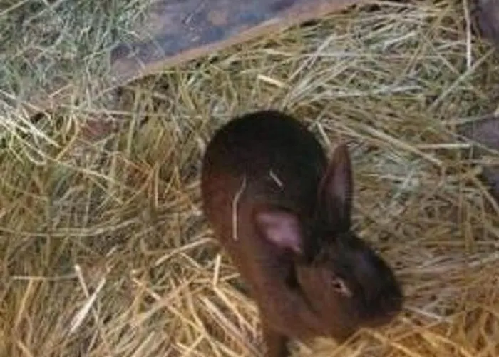 Stoeckli By Interhome Appartement Attiswil